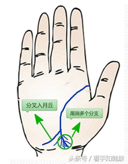 生命線分叉三條